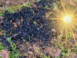 Hydrogen Fuel - Solar and Biochar