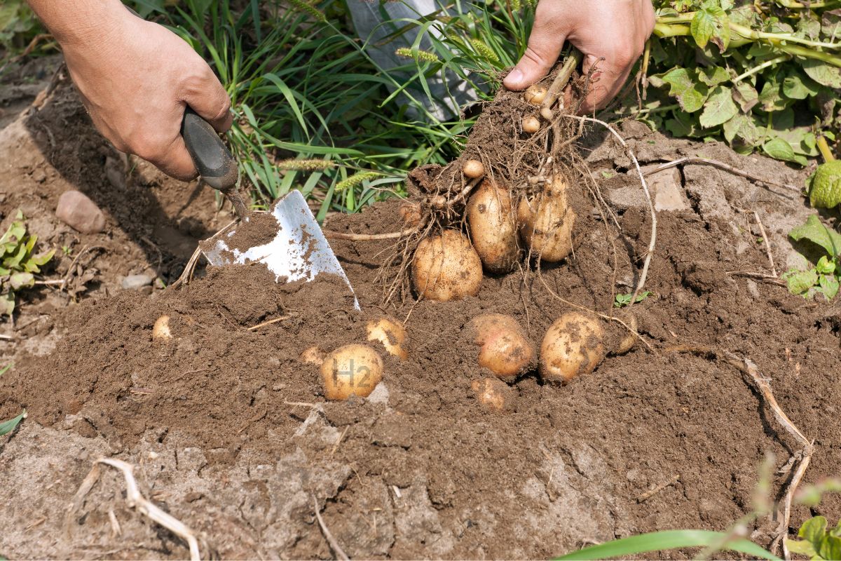 Green Hydrogen - Person putting potatoes from the ground