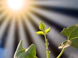 Artificial photosynthesis