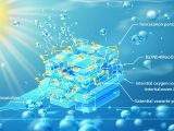 Hydration nearly doubles oxide-ion conductivity in Ba7Nb4MoO20 at 500 °C, paving the way for lower-temperature, cost-effective SOFCs.