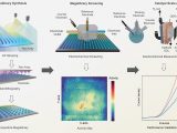 Researchers use a high-throughput microfluidic chip to discover a Ru52Co33Mn9Cr6 oxide catalyst that replaces iridium in green hydrogen PEM electrolysis.